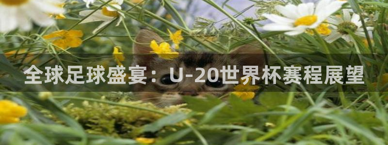 世界杯亚洲区预选赛积分榜：全球足球盛宴：U-20世界杯赛程展望